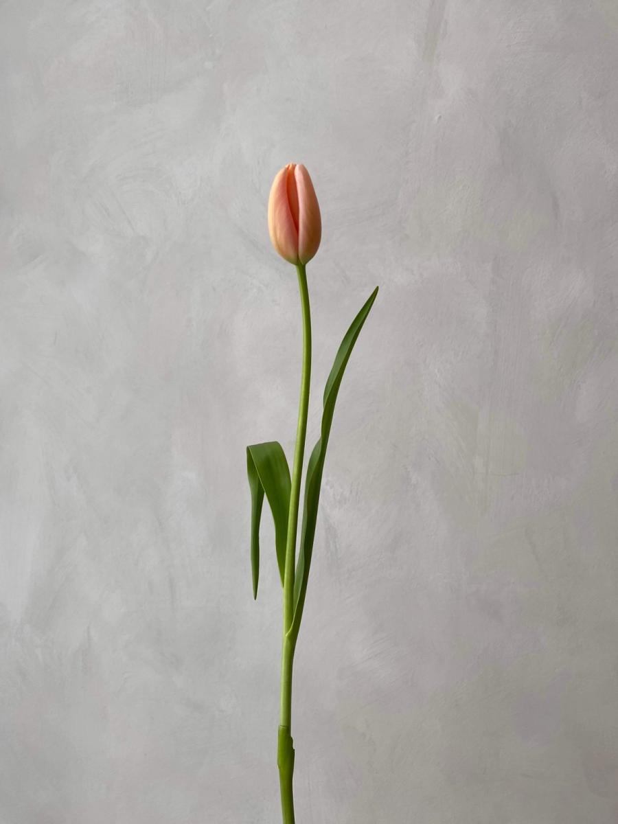 Product image in gallery for French Menton Tulips on the Bulb | Item 3