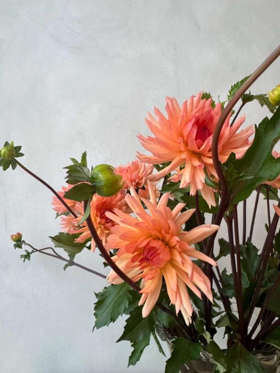 Hover Image of Peach Fuzz Dahlias