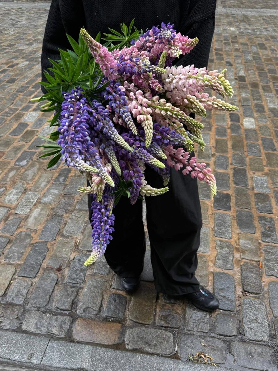 Product image in gallery for Wild Lupine | Item 2