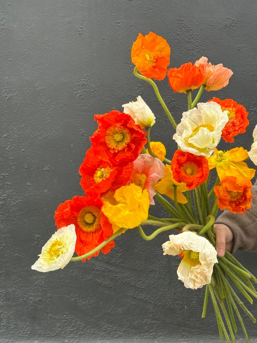 Product image in gallery for Icelandic Poppies | Item 3