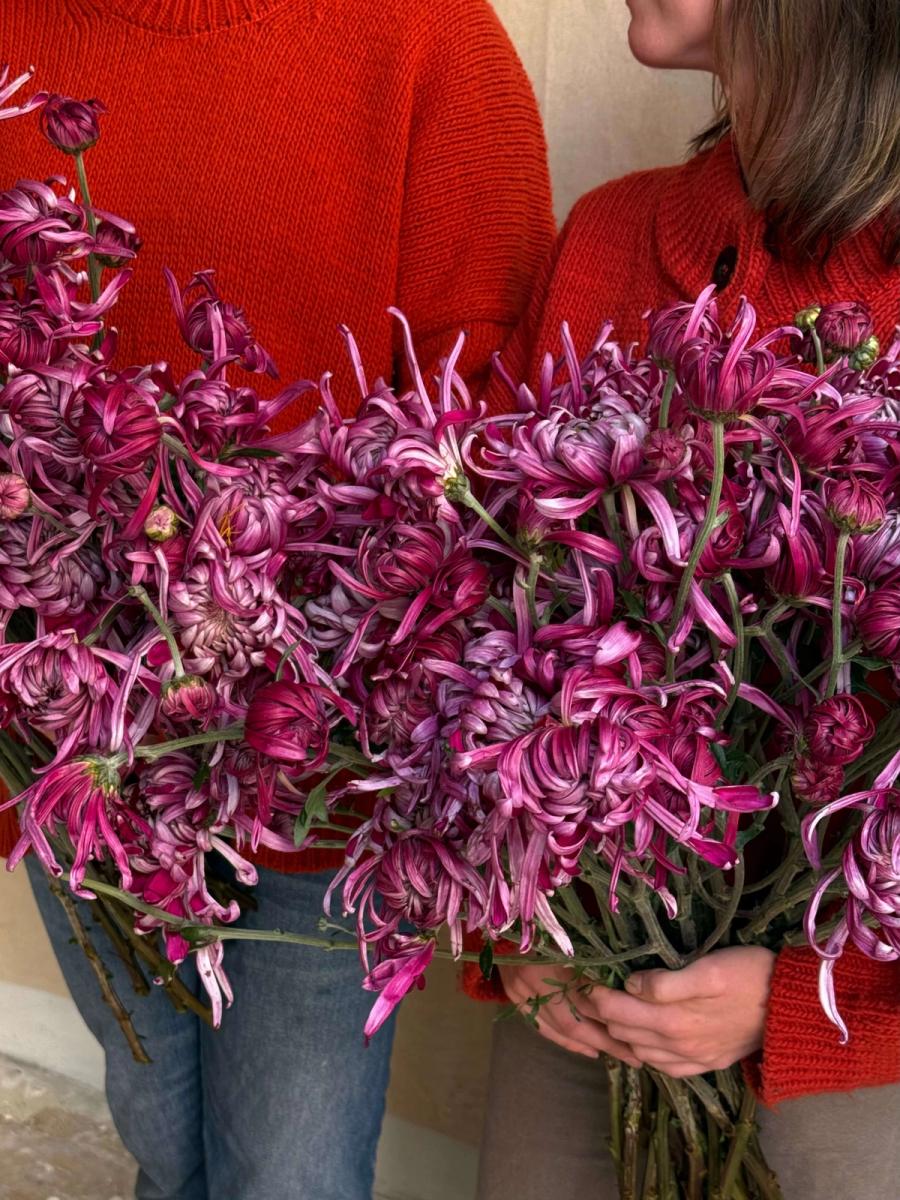 Product image in gallery for Heirloom Kokka Bunmi Chrysanthemums | Item 4