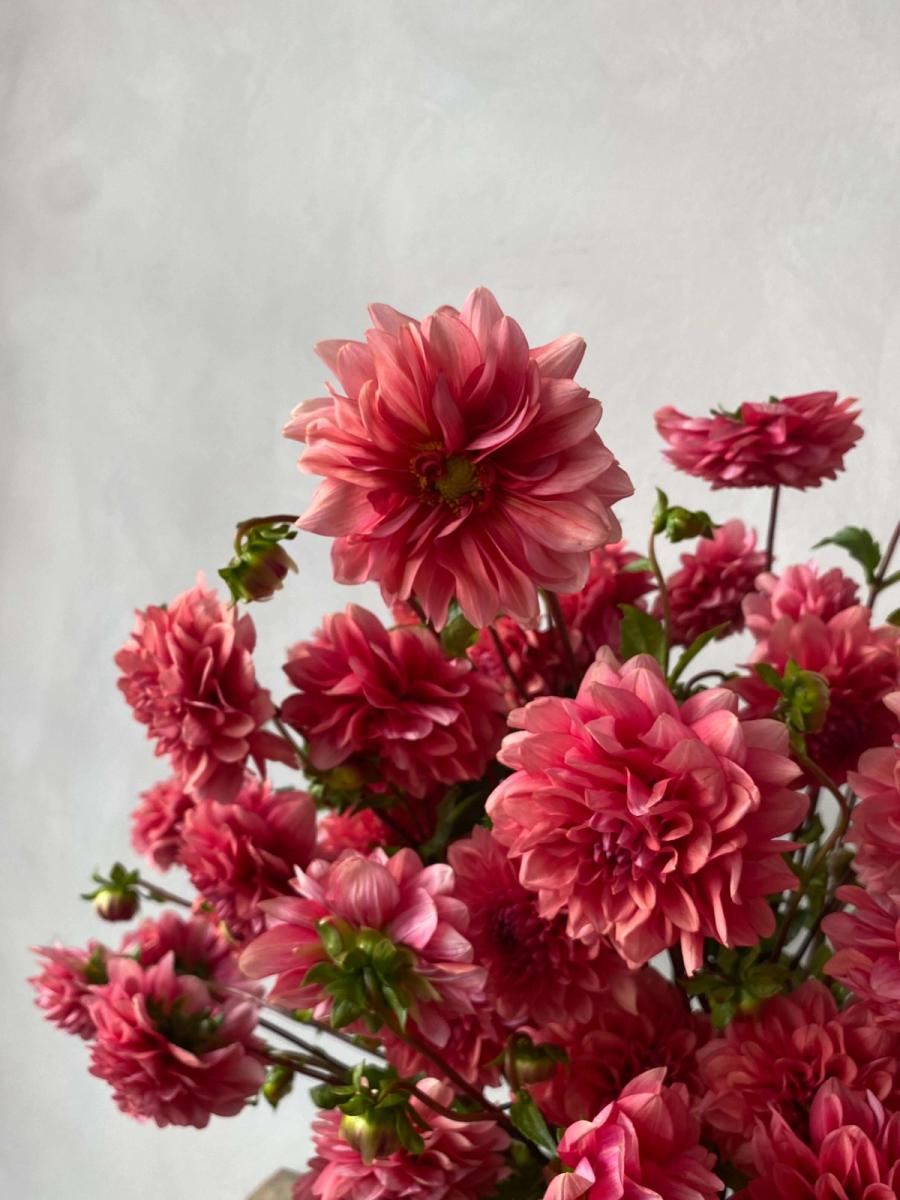 Product image in gallery for Mystique Dahlias | Item 2