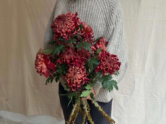 Thumbnail Image of Crimson TIde HeIrloom Chrysanthemums