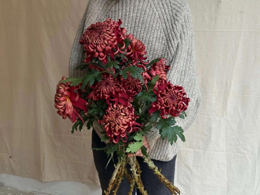 Product image in gallery for Crimson TIde HeIrloom Chrysanthemums | Item 1