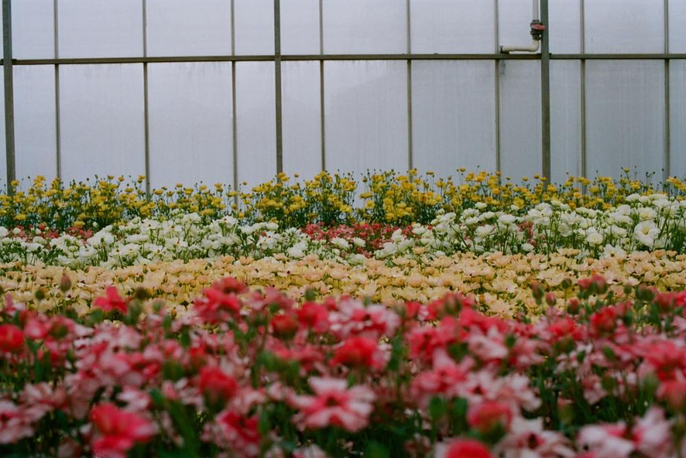 Fox Fodder Flowers