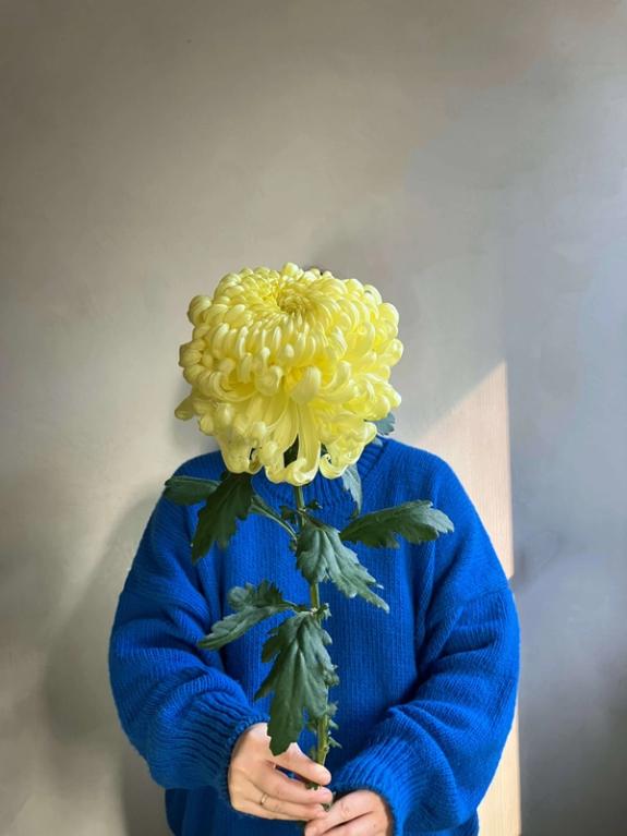 Hover Image of Yellow Primrose Mt. Shasta Bear Creek Chrysanthemum