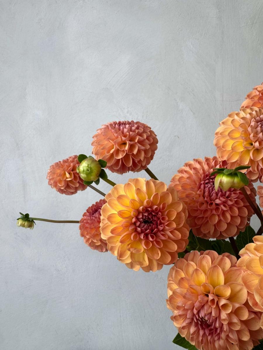 Product image in gallery for Valley Tawny Dahlias | Item 2