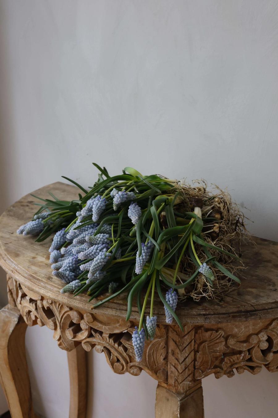 Product image in gallery for Muscari on the Bulb- bunch | Item 2