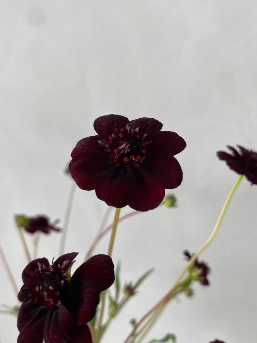 Product image in gallery for Chocolate Cosmos | Item 3