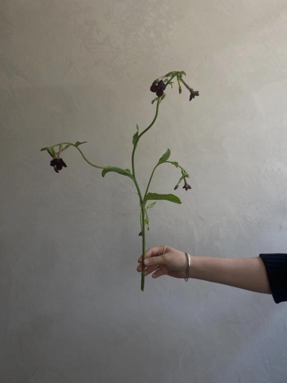 Hover Image of Chocolate Nicotiana Bunch