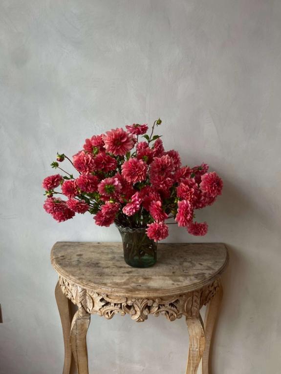 Thumbnail Image of Mystique Dahlias