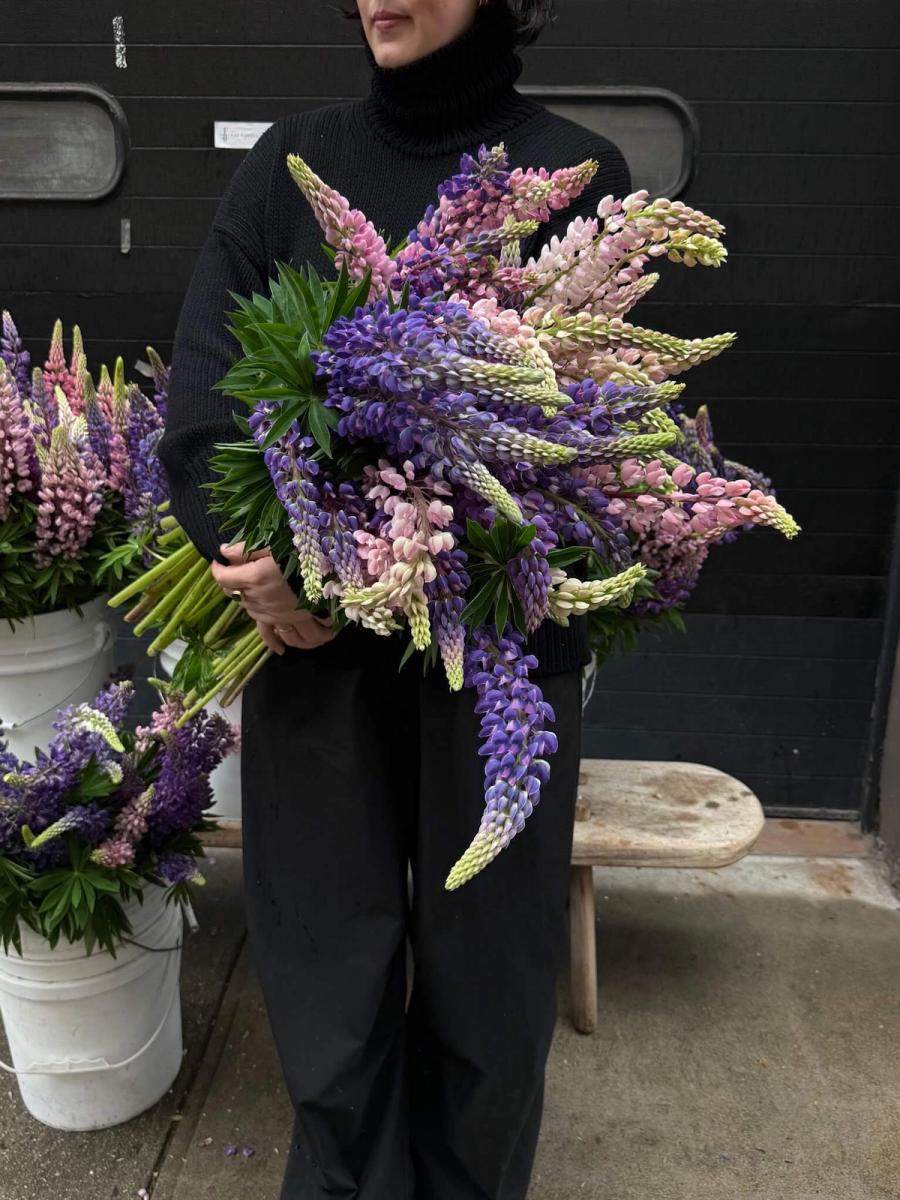 Product image in gallery for Wild Lupine | Item 1