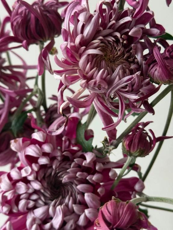 Fox Fodder Flowers image grid container slide 3