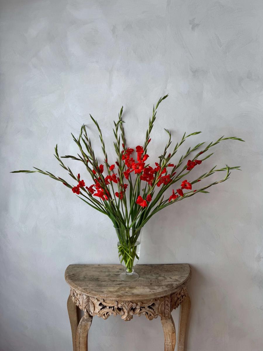 Product image in gallery for Atom Mini Gladiolus | Item 1