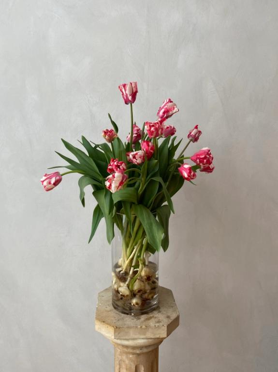 Thumbnail Image of Estella Rinjveld Tulips on the bulb
