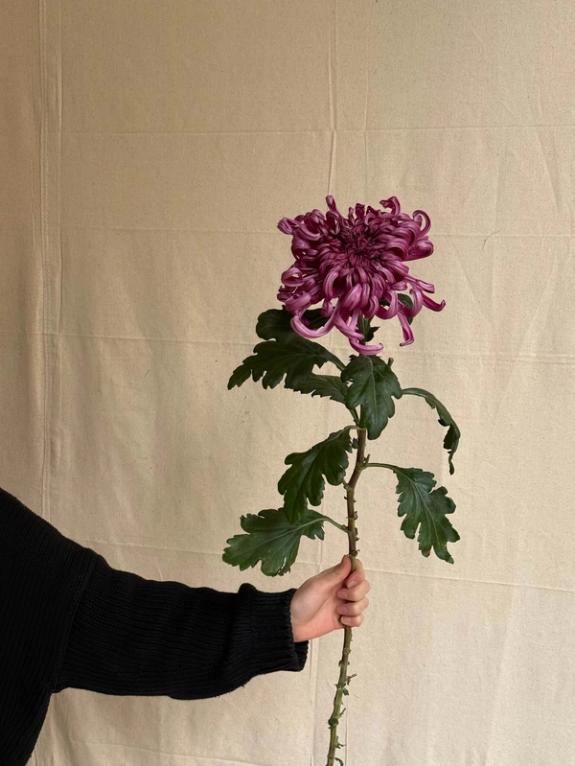 Fox Fodder Flowers image grid container slide 91