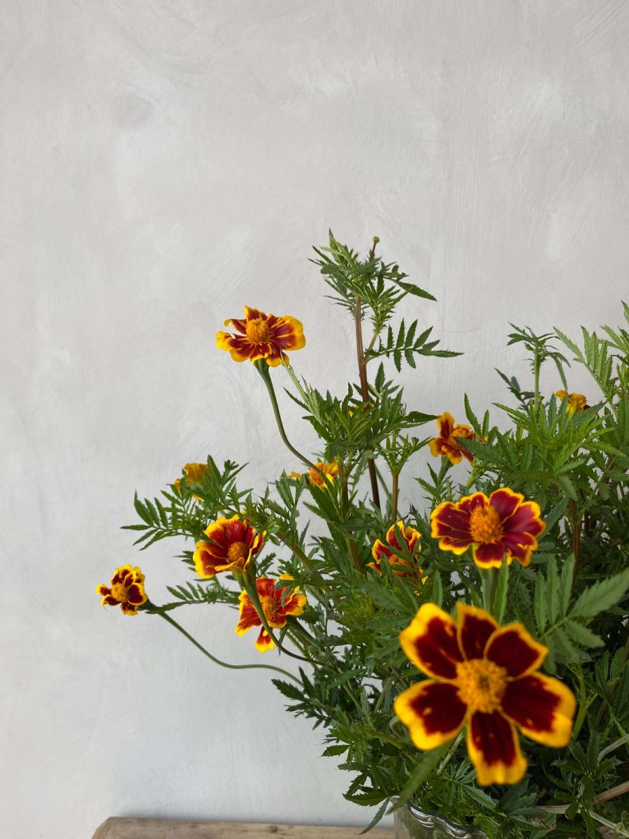 Product image in gallery for France's Choice Marigolds | Item 2