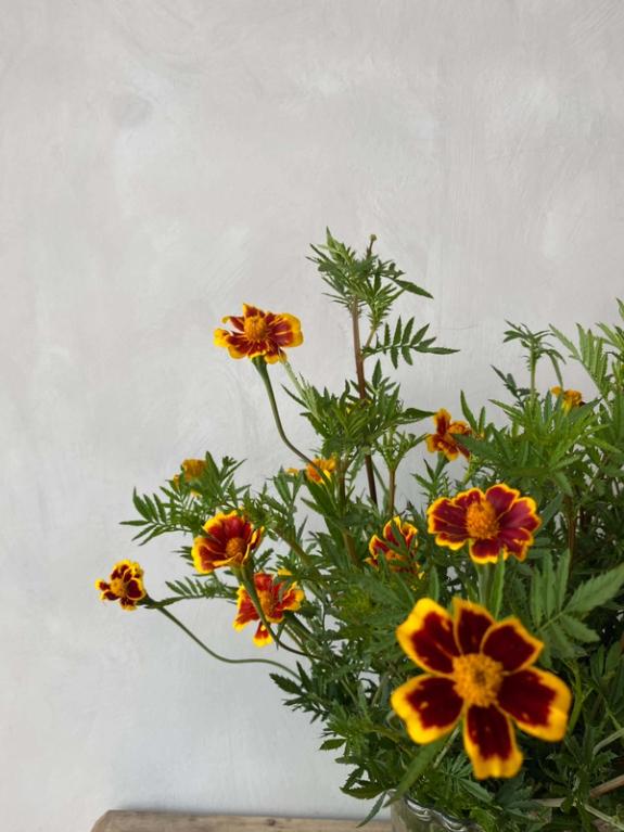 Hover Image of France's Choice Marigolds