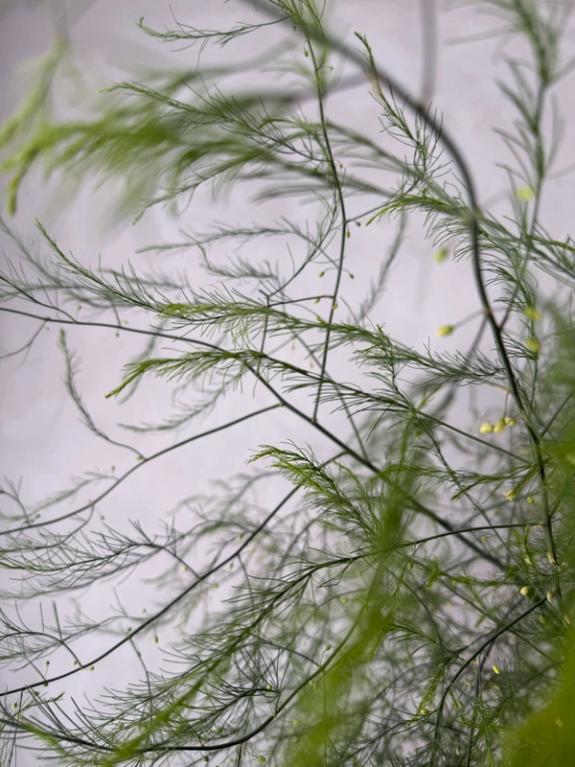Hover Image of Asparagus Fern