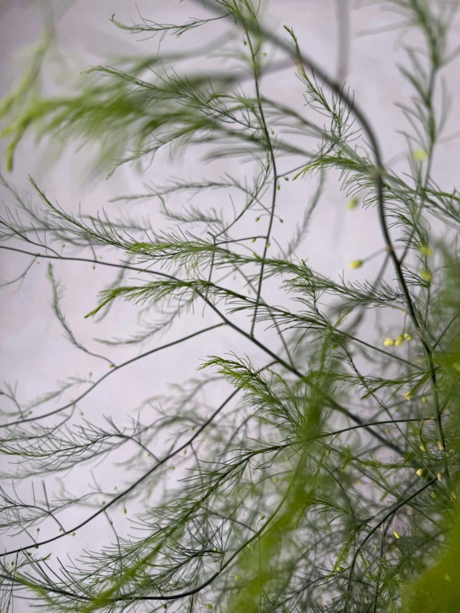 Product image in gallery for Asparagus Fern | Item 2