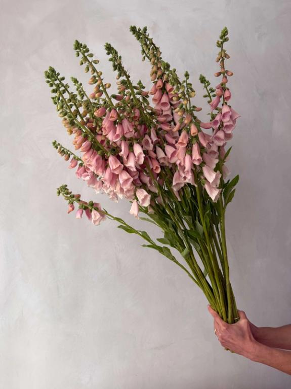 Thumbnail Image of Foxglove - Suttons Apricot
