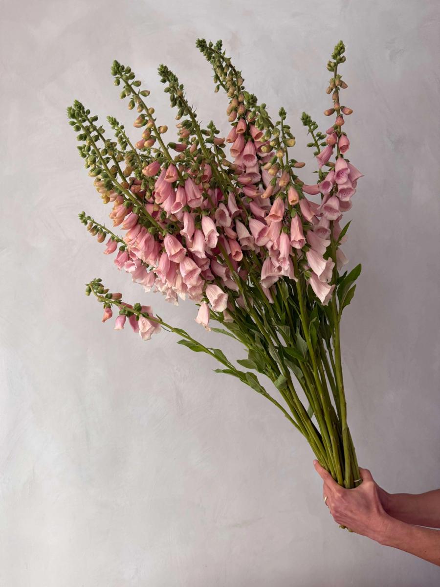 Product image in gallery for Foxglove - Suttons Apricot | Item 1