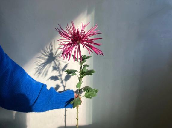 Hover Image of Seaton's Ashleigh Bear Creek Chrysanthemum