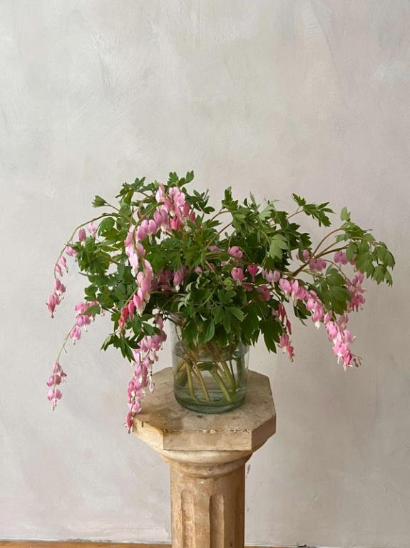 Thumbnail Image of Pink Bleeding Heart