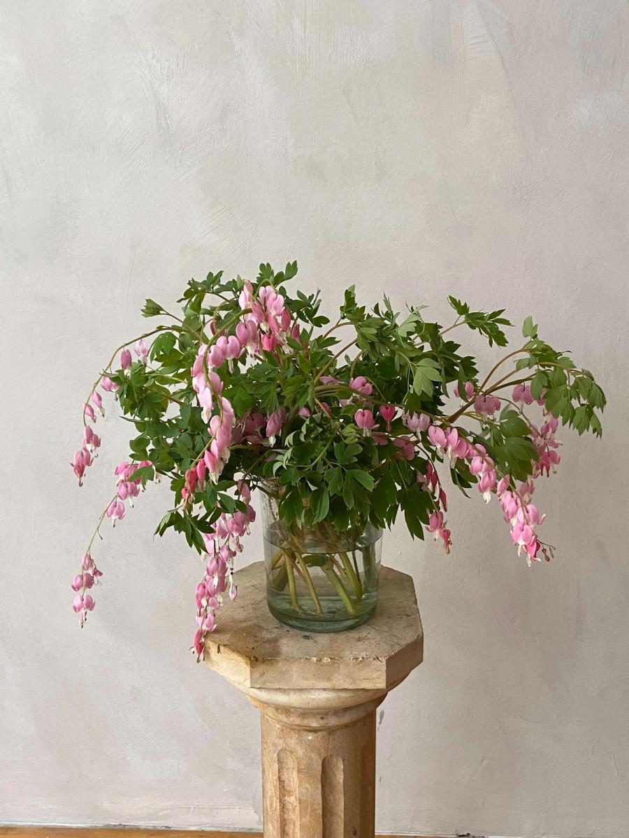 Product image in gallery for Pink Bleeding Heart | Item 1