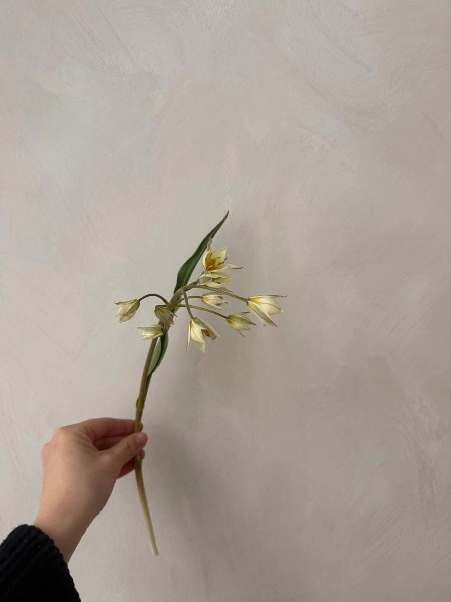 Product image in gallery for Shogun, Turkestanica, and Tubergen's Gem Tulips | Item 4