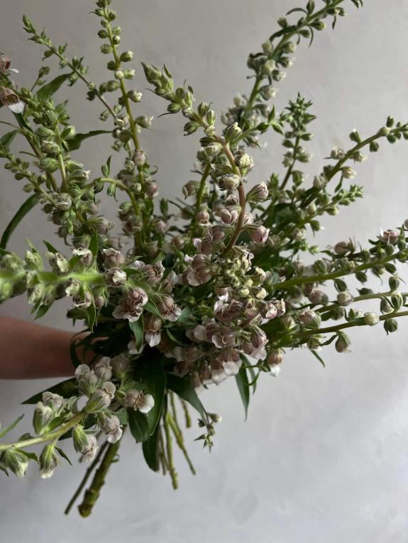 Thumbnail Image of Cafe Creme Foxglove