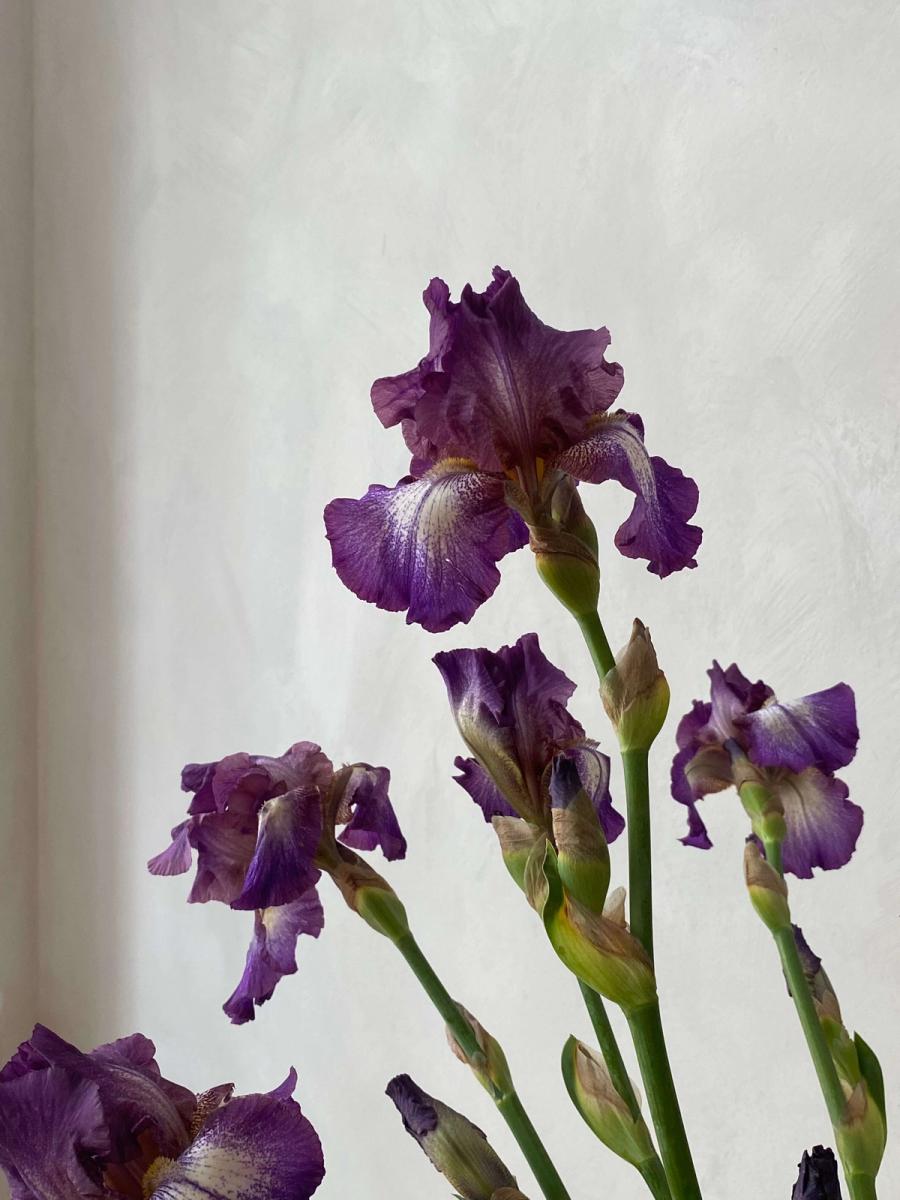 Product image in gallery for Purple Bearded Irises | Item 2