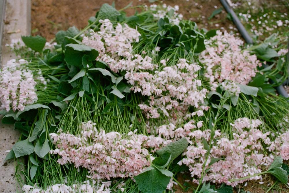 Fox Fodder Flowers