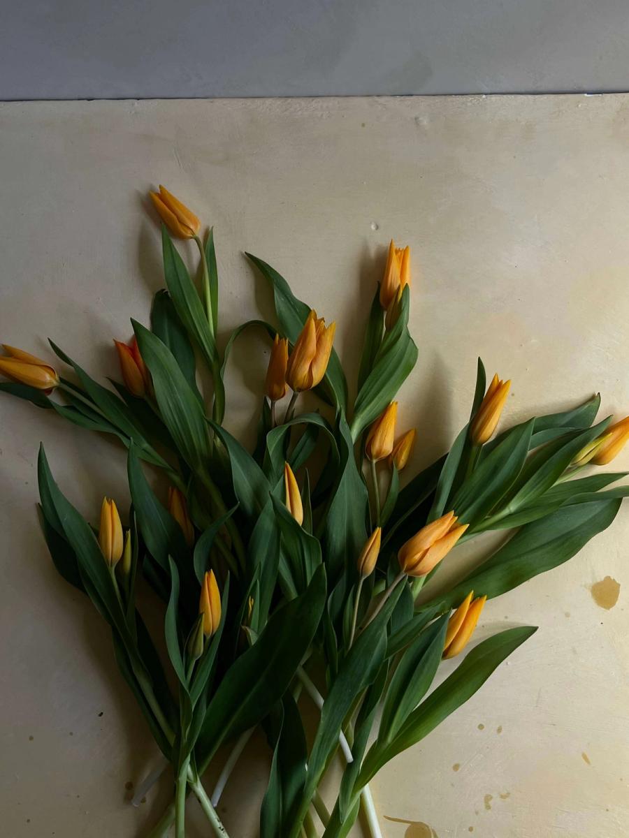 Product image in gallery for Tulip Shogun Bouquet | Item 1
