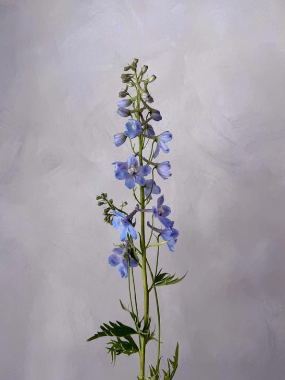 Hover Image of Delphinium