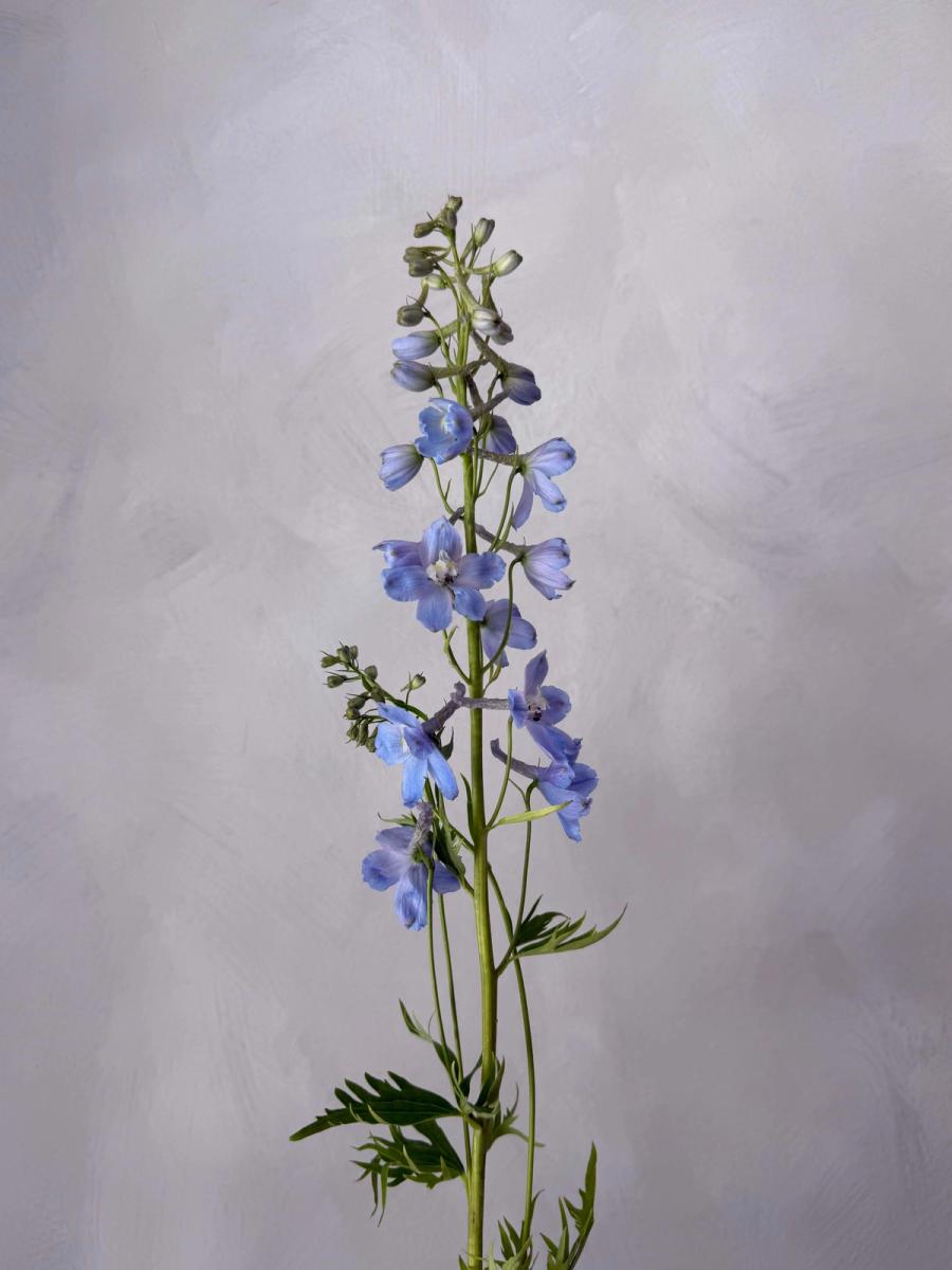 Product image in gallery for Delphinium | Item 2