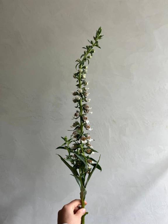 Hover Image of Cafe Creme Foxglove