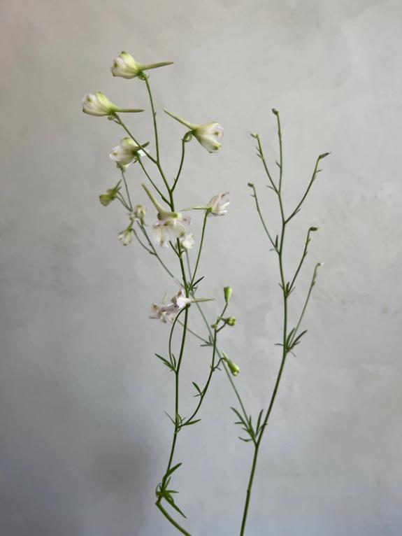 Hover Image of Chinese Delphinium