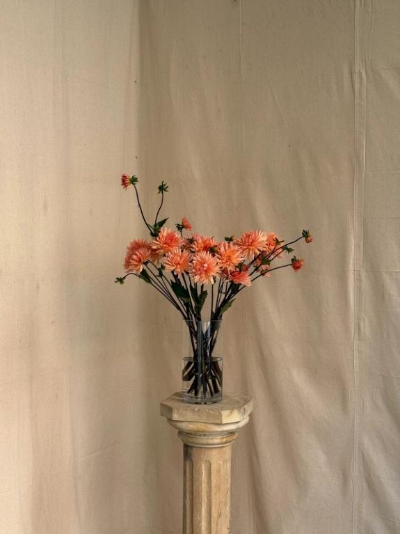 Thumbnail Image of Peach Fuzz Dahlias