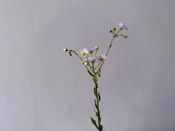 Fox Fodder Flowers image grid container slide 78