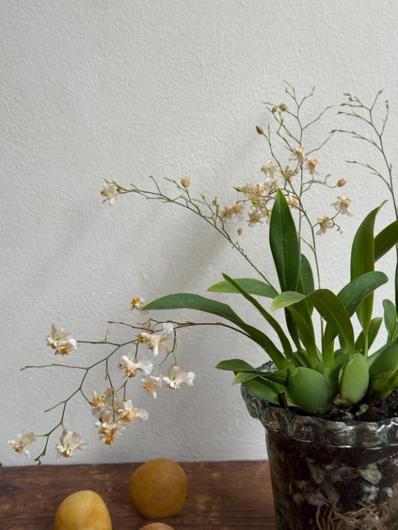 Fox Fodder Flowers image grid container slide 39