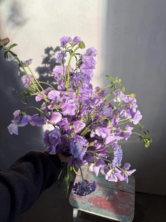 Hover Image of Japanese Sweet Pea and Lacy Lavender Blue Didiscus