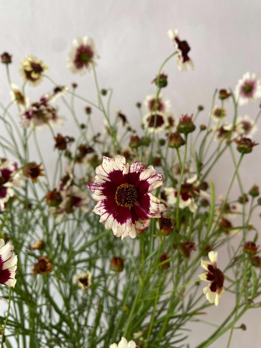 Product image in gallery for Incredible Swirl Coreopsis | Item 1