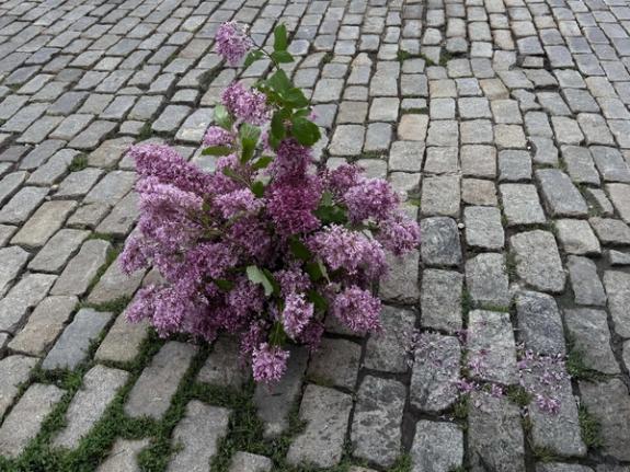 Fox Fodder Flowers image grid container slide 188