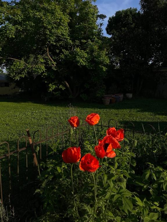 Fox Fodder Flowers image grid container slide 119