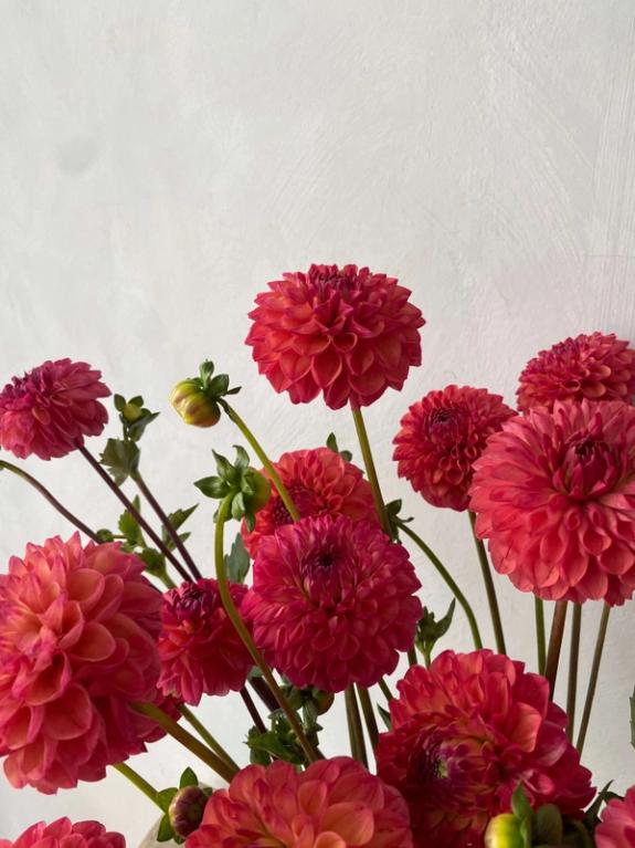 Hover Image of Robin Hood Dahlias