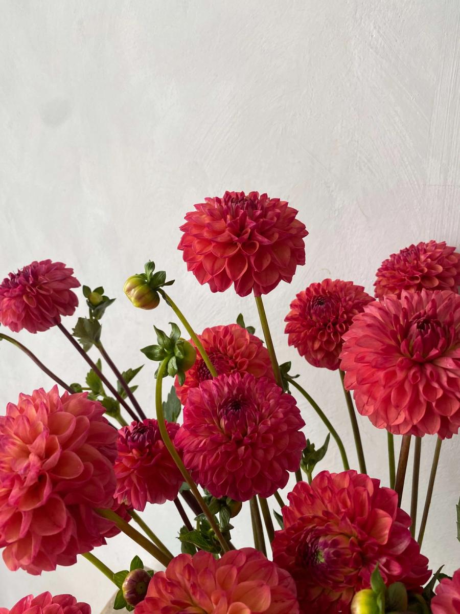 Product image in gallery for Robin Hood Dahlias | Item 2