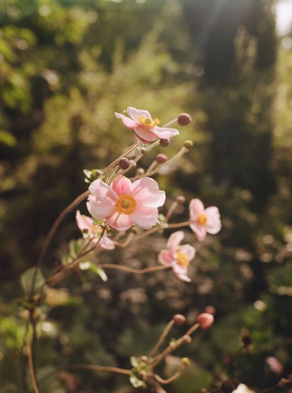 Thumbnail Image of 'September Charm' Japanese Anemone Bunch