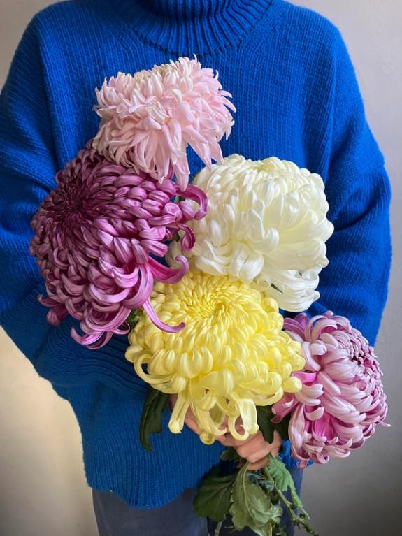 Hover Image of Mixed Bundle Bear Creek Chrysanthemum