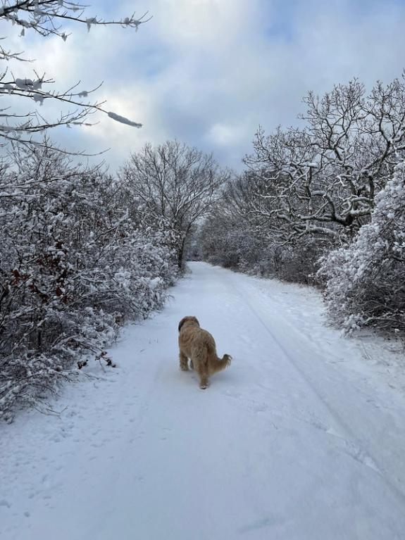 Fox Fodder Flowers image grid container slide 33